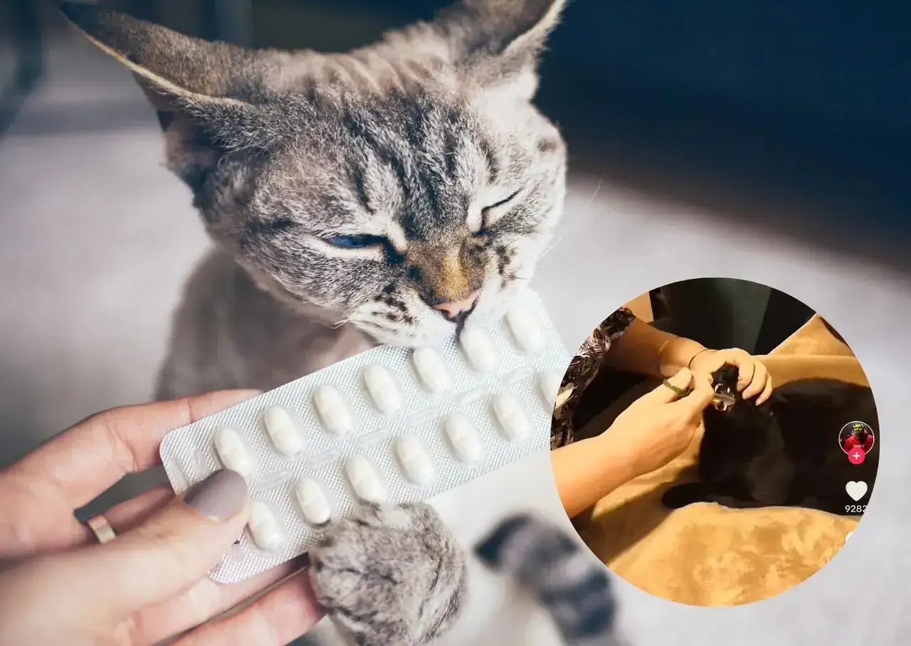 Walka o tabletkę z kotem: Śmiech gwarantowany! Dowcipy