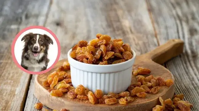 Czy pies może jeść rodzynki? Dowiedz się o ich toksyczności
