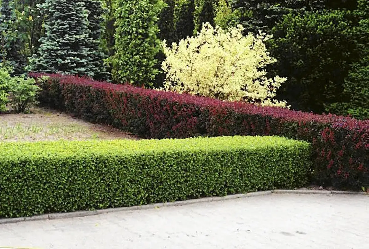 Zimozielony żywopłot z zielonych i bordowych krzewów, z jaśniejszymi drzewami w tle.
