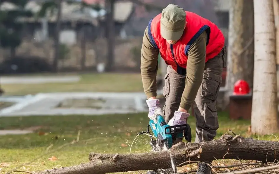 Wycinka drzew - czy naprawdę potrzebne jest pozwolenie?