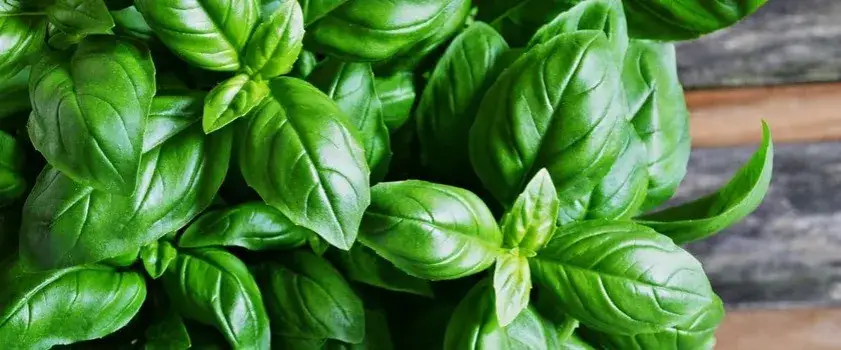 Jakie witaminy ma bazylia? Odkryj ich niesamowite korzyści zdrowotne