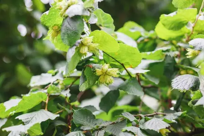 Kiedy opryskiwać orzechy laskowe: kompletny harmonogram bez strat plonów