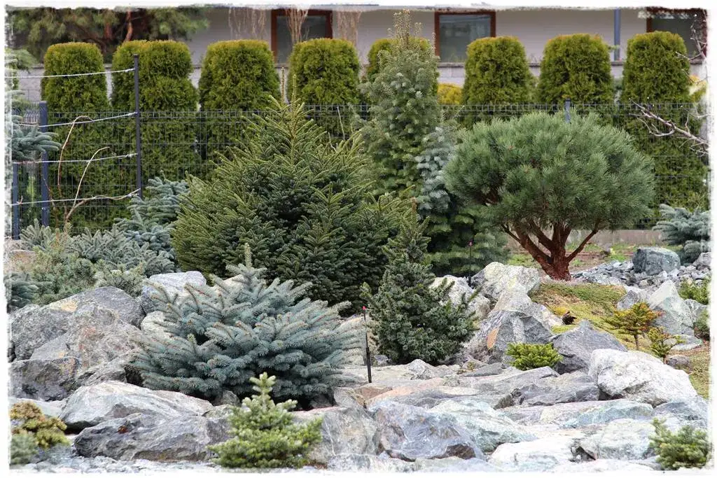 Najnowsze techniki krzyżowania górskiego świerka - poznaj wszystkie gatunki