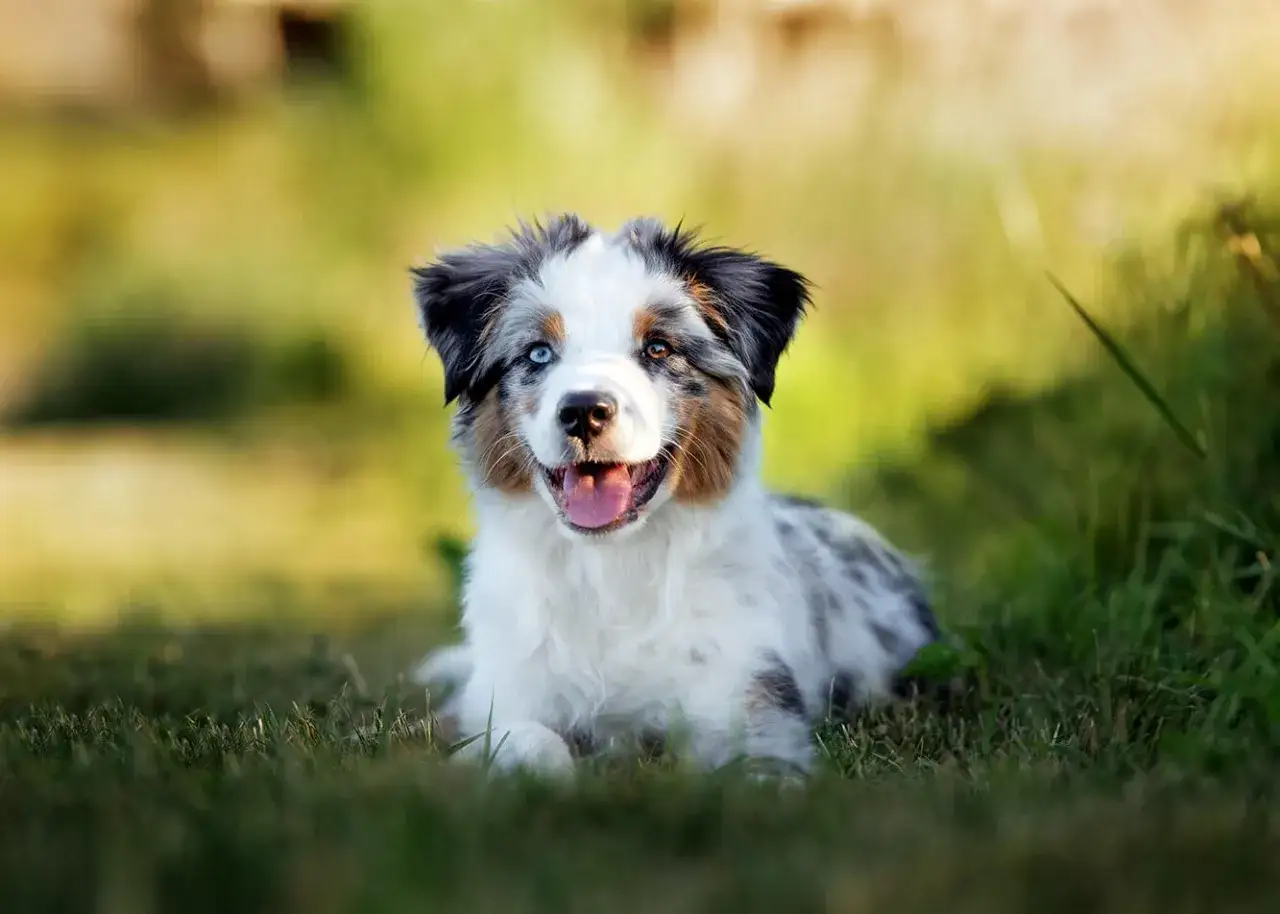 Szczeniak od matki: Kiedy odebrać, by nie skrzywdzić psa?