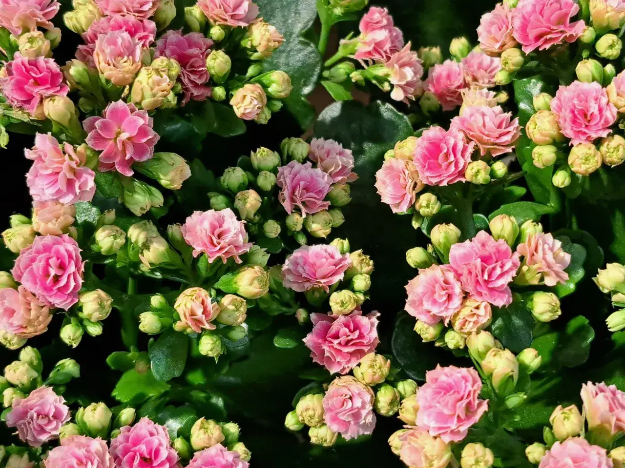 Przycinanie kalanchoe: Jak pobudzić je do ponownego kwitnienia?