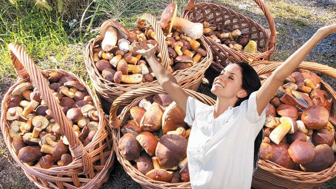 Gdzie na grzyby z noclegiem? Odkryj najlepsze miejsca w Polsce
