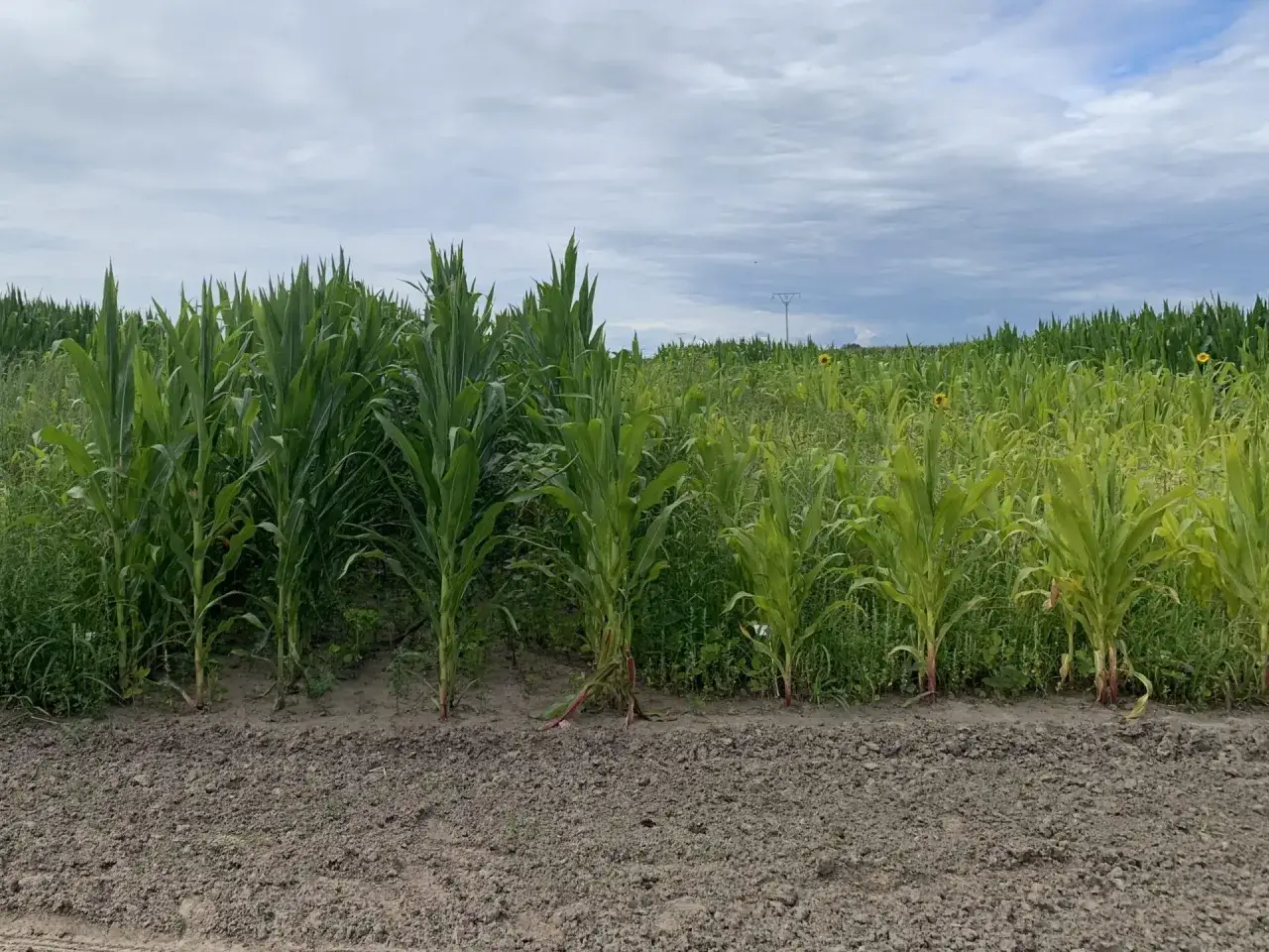 Odchwaszczanie owsa: Skuteczne strategie na trudne chwasty