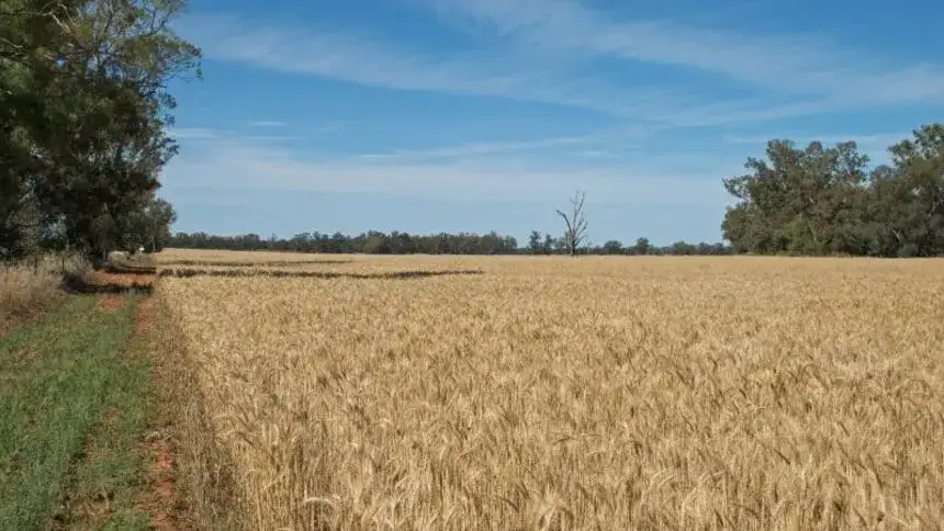 Kiedy podatek rolny a kiedy od nieruchomości? Uniknij nieporozumień!