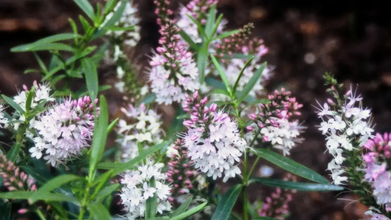 Czy hebe zimuje w gruncie? Odkryj, jak ją skutecznie zabezpieczyć