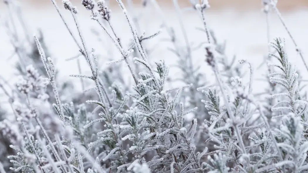 Uratuj lawendę przed mrozem! Sprawdzone sposoby na przetrwanie zimy w ogrodzie