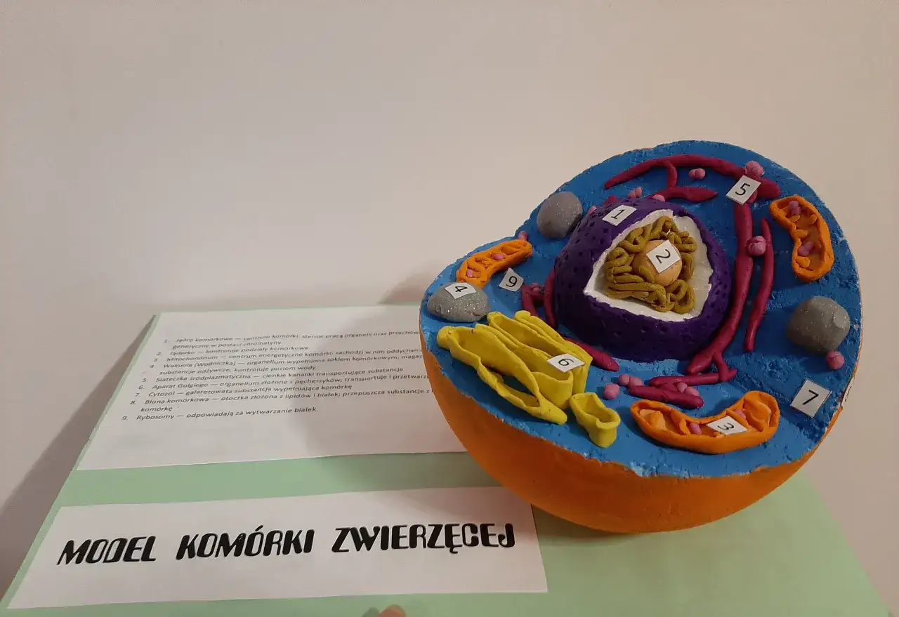 Kolorowy model komórki zwierzęcej, idealny do nauki, jak zrobić taki projekt.