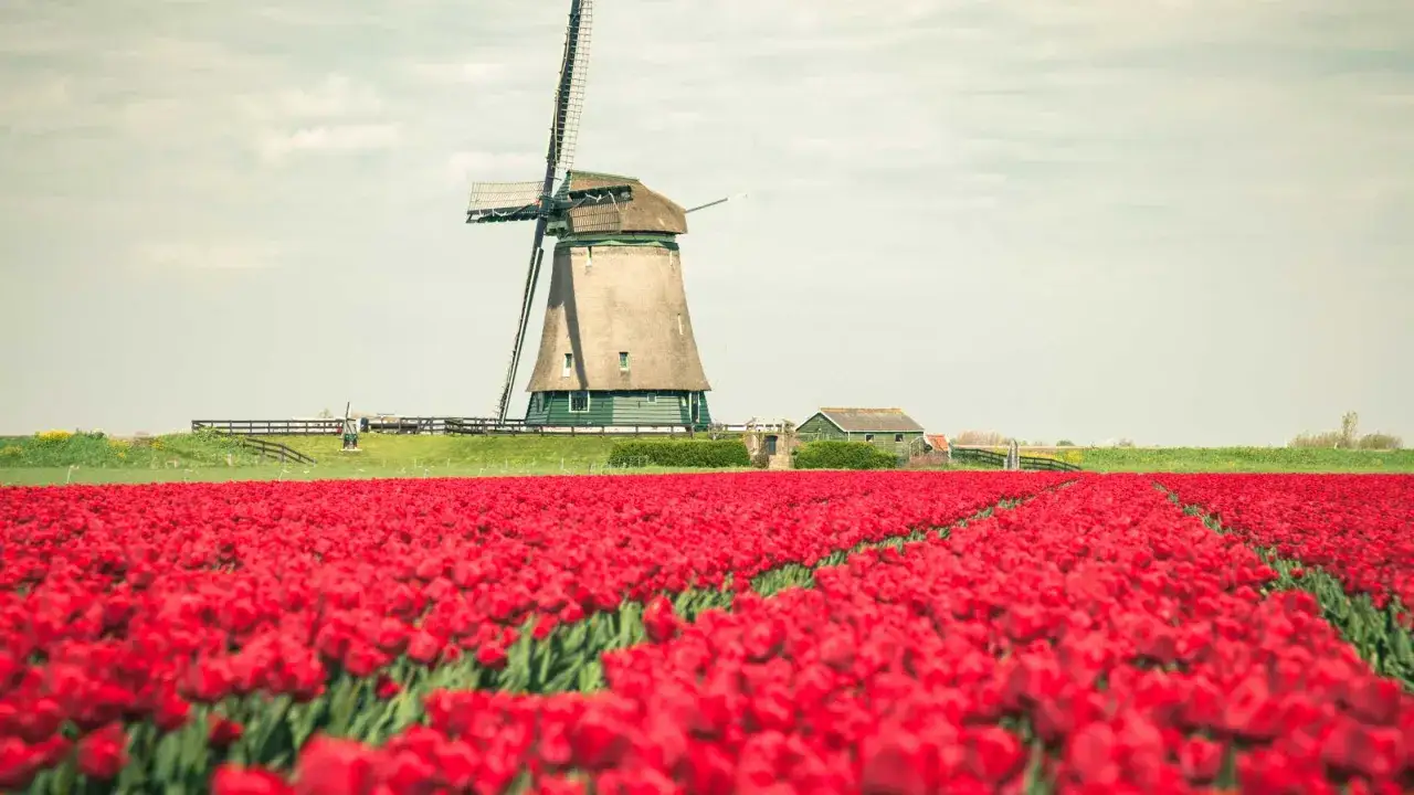 Pole czerwonych tulipanów pod wiatrakiem, idealny widok, kiedy kwitną tulipany w Holandii.