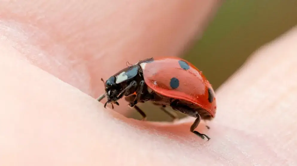 Marienkäfer in der Wohnung was tun? Effektive Tipps zur Bekämpfung