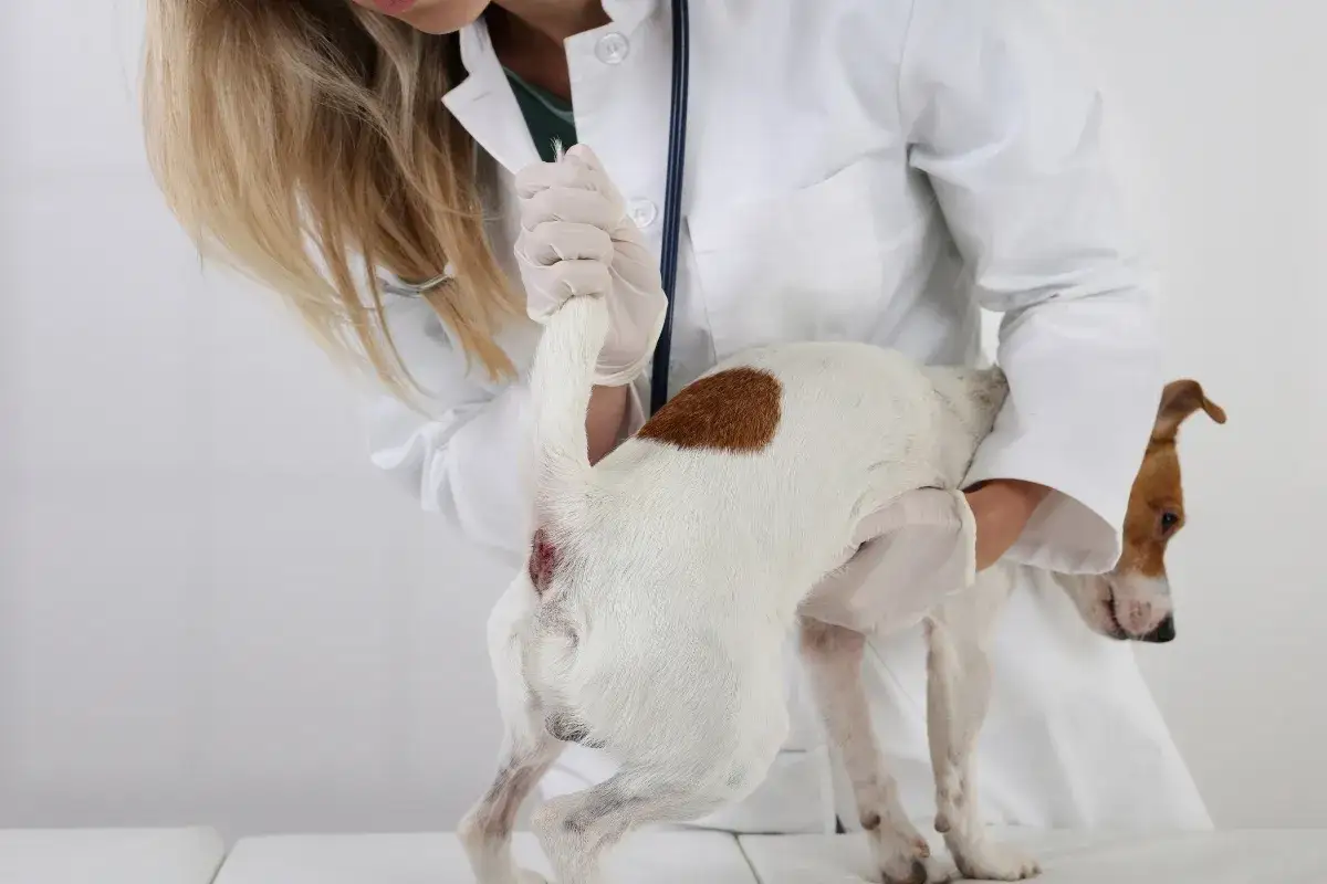 Pęknięty ropień u psa? Spokój! Pełny przewodnik działania