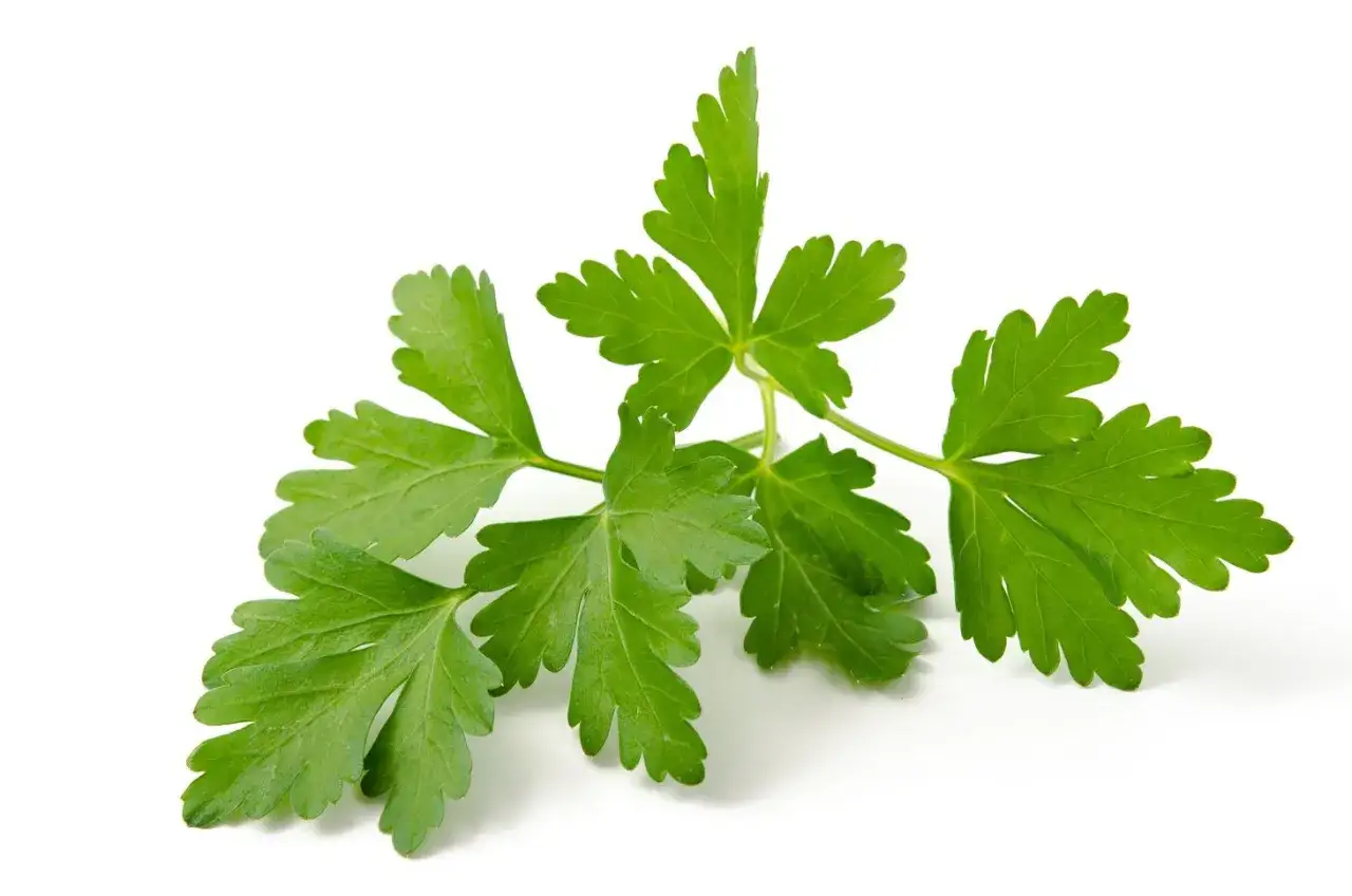 Świeża kolendra, idealna do ryb, dodaje aromatu i świeżości daniom.