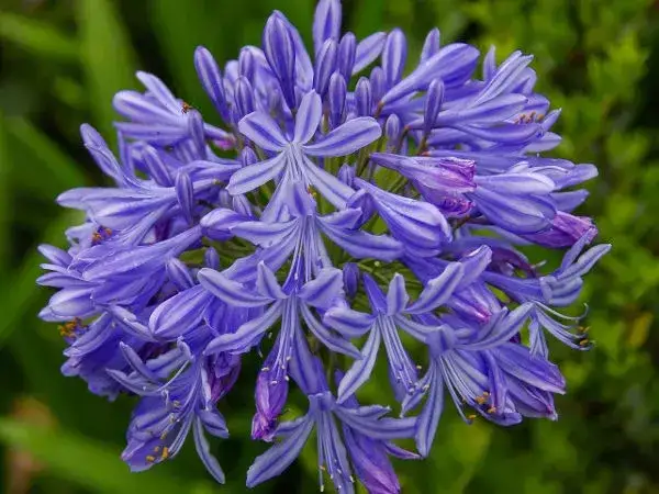 Czy agapant zimuje w gruncie? Oto co musisz wiedzieć o zimowaniu