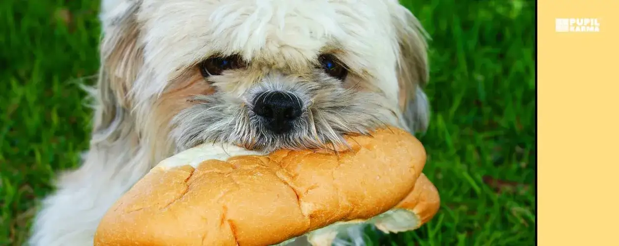 Czy pies może jeść pasztet? Ryzyko i bezpieczne alternatywy dla pupila