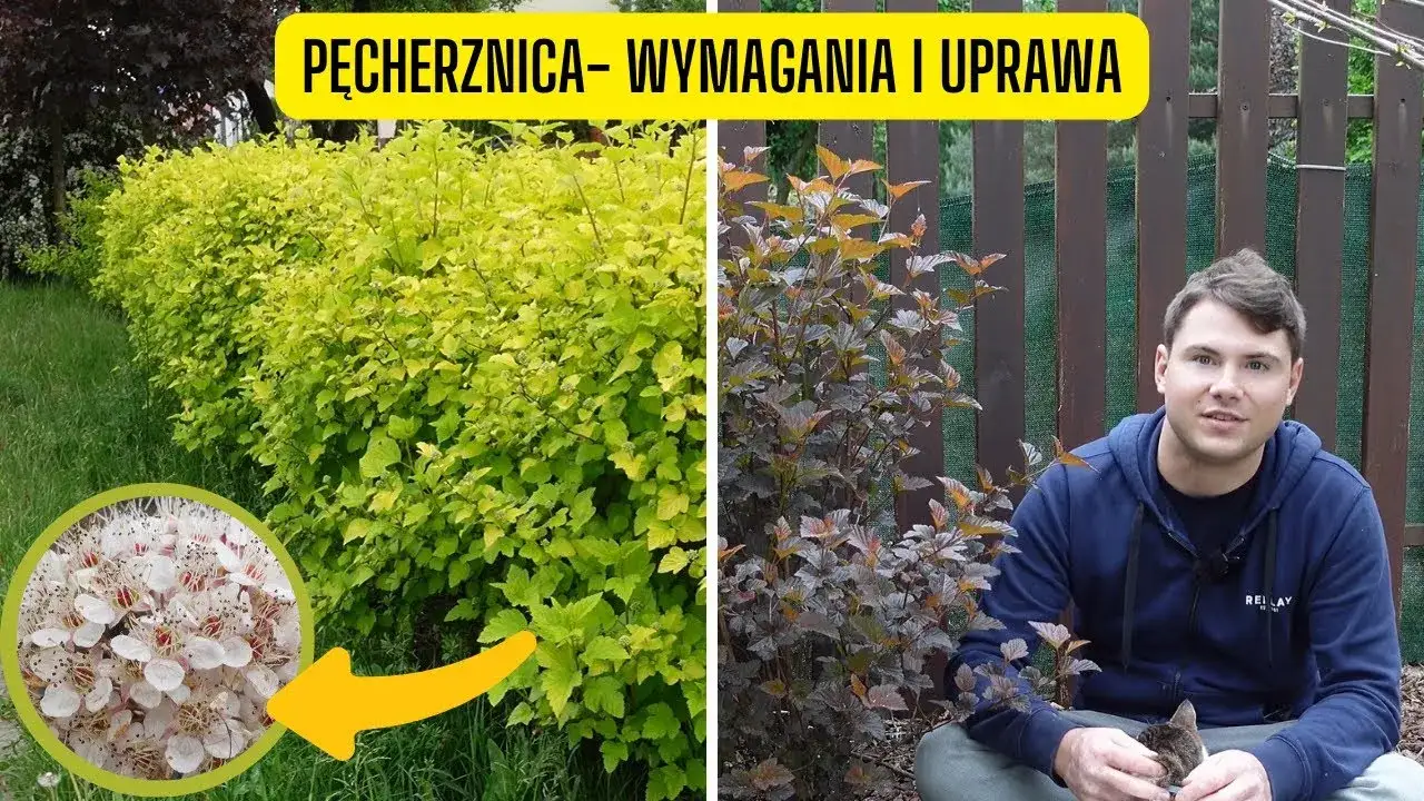 Pęcherznica: Jak przycinać? Krok po kroku do obfitych kwiatów