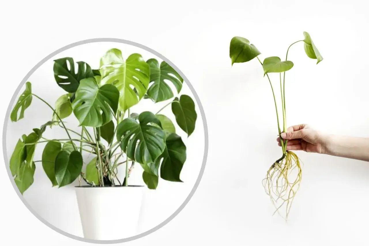 Jak przycinać monstere? Zdjęcie pokazuje dorodną roślinę w doniczce i odciętą sadzonkę z korzeniami, gotową do ukorzenienia.