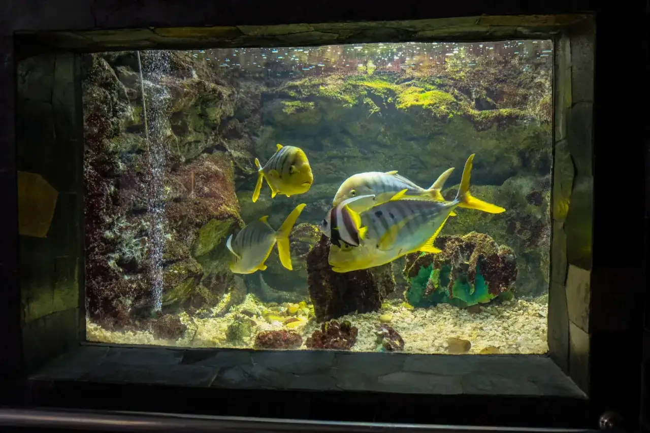 Akwarium 200l: Załóż je krok po kroku i uniknij błędów!