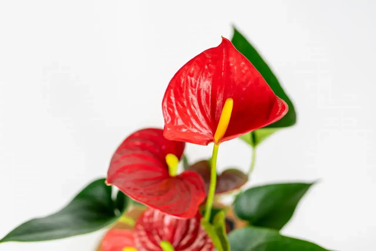 Czerwone anturium z żółtym kielichem, otoczone ciemnozielonymi liśćmi. Tak wygląda anturium.