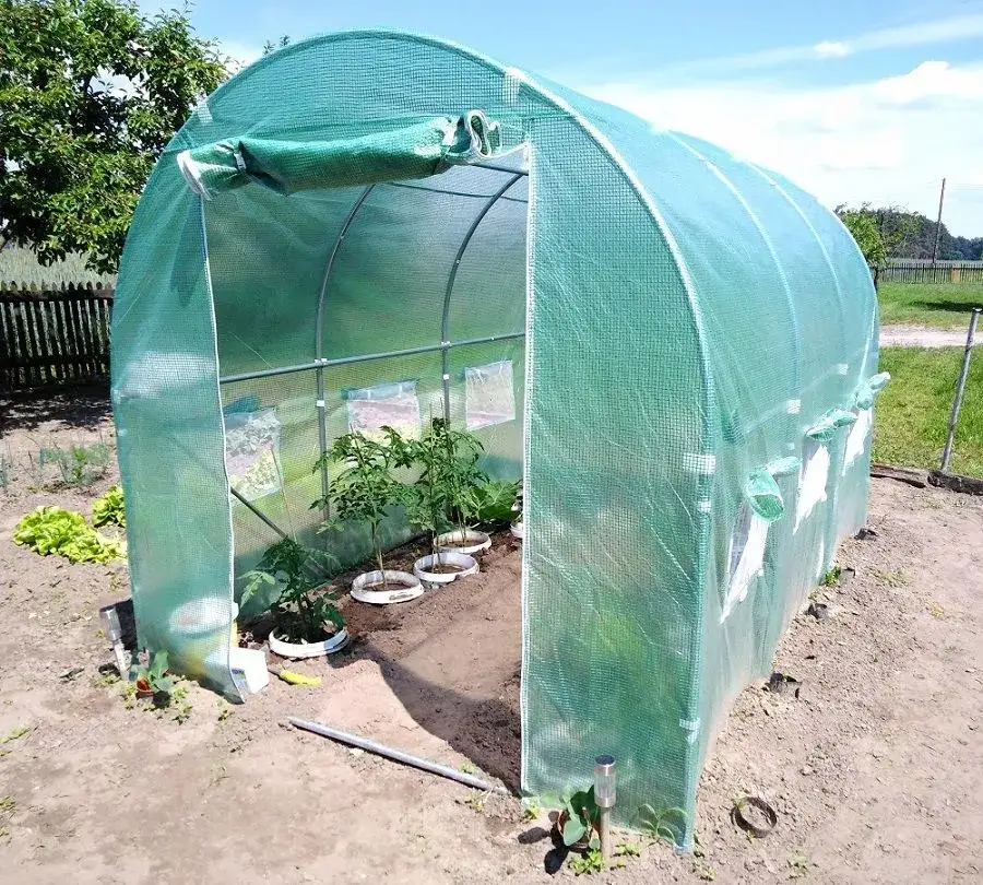 Skuteczne i bezpieczne opryskiwanie pomidorów pod folią: co warto wiedzieć