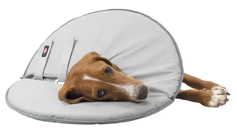 Alternatywy dla kołnierza psa: komfortowe opcje dla zdrowia pupila