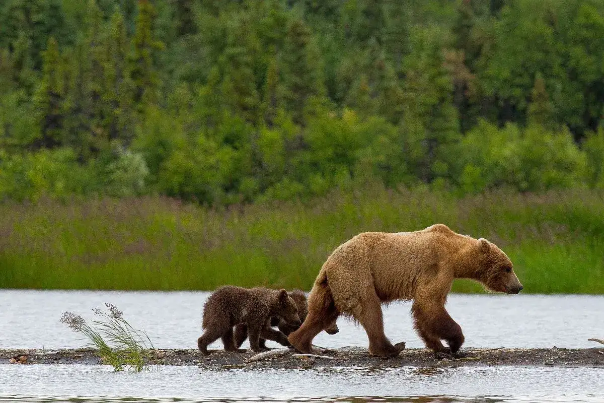 Jezioro Wielkie Niedźwiedzie: Tajemnice, które musisz poznać