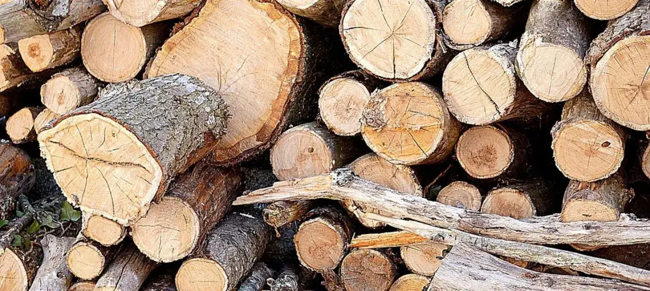 Jakie są limity średnicy drzewa do wycięcia bez zezwolenia?