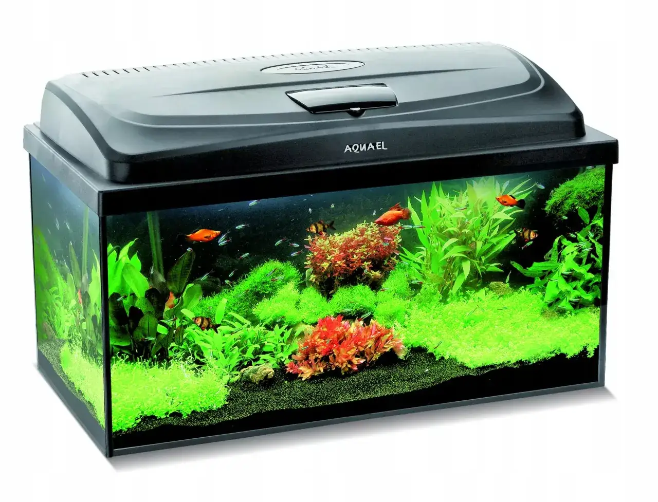 Koszty akwarium: Od 150 zł do 20 000 zł? Pełen przewodnik.