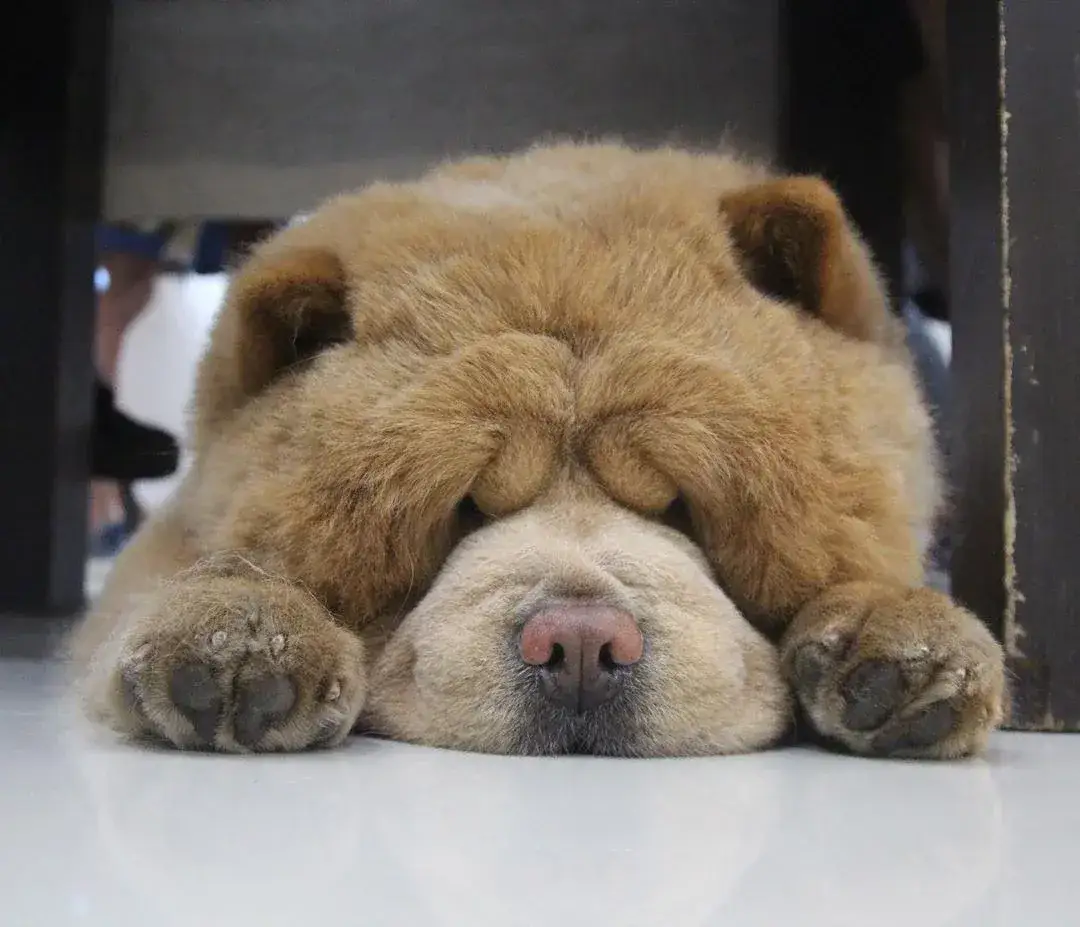 Psy jak miś pluszowy – które rasy są idealnym przyjacielem?