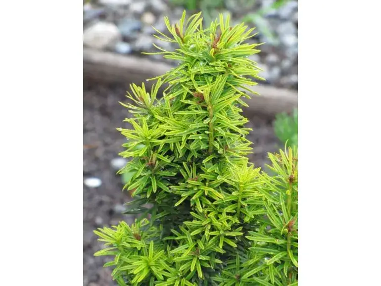 Cis David - jak sadzić, aby uniknąć błędów w ogrodzie