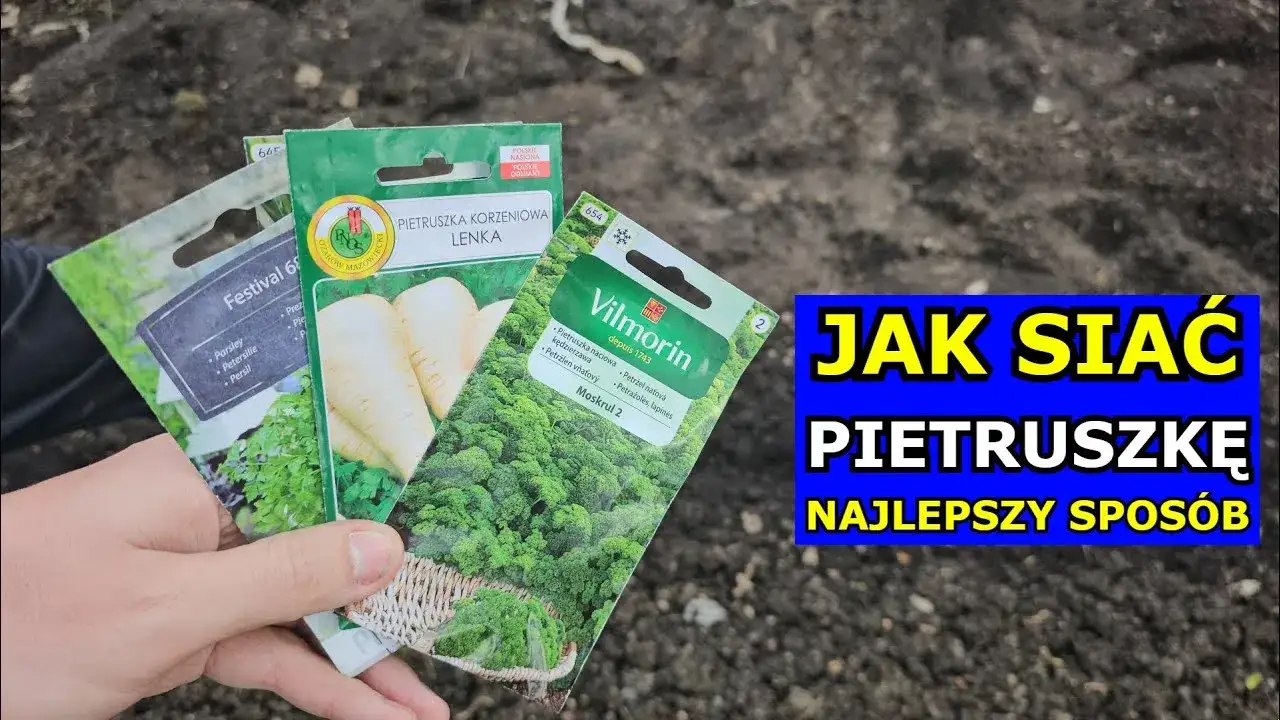 Jak głęboko siać pietruszkę? Sekret obfitych plonów