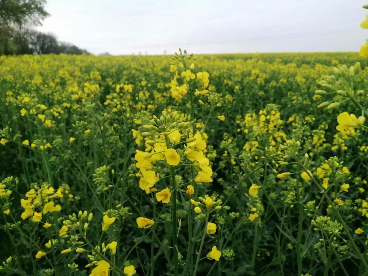 Kiedy kwitnie rzepak w Polsce? Terminy, regiony i sekrety!