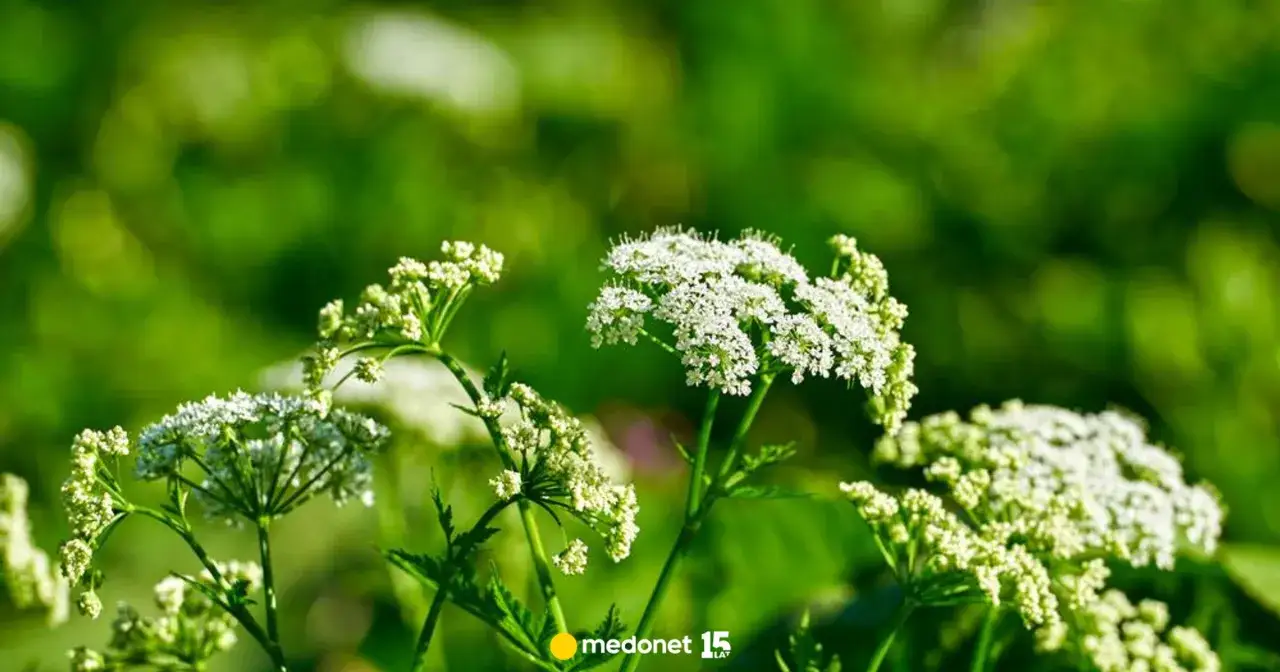 Chwast jak koper? Sprawdź, czy to nie trujący szalej lub blekot.