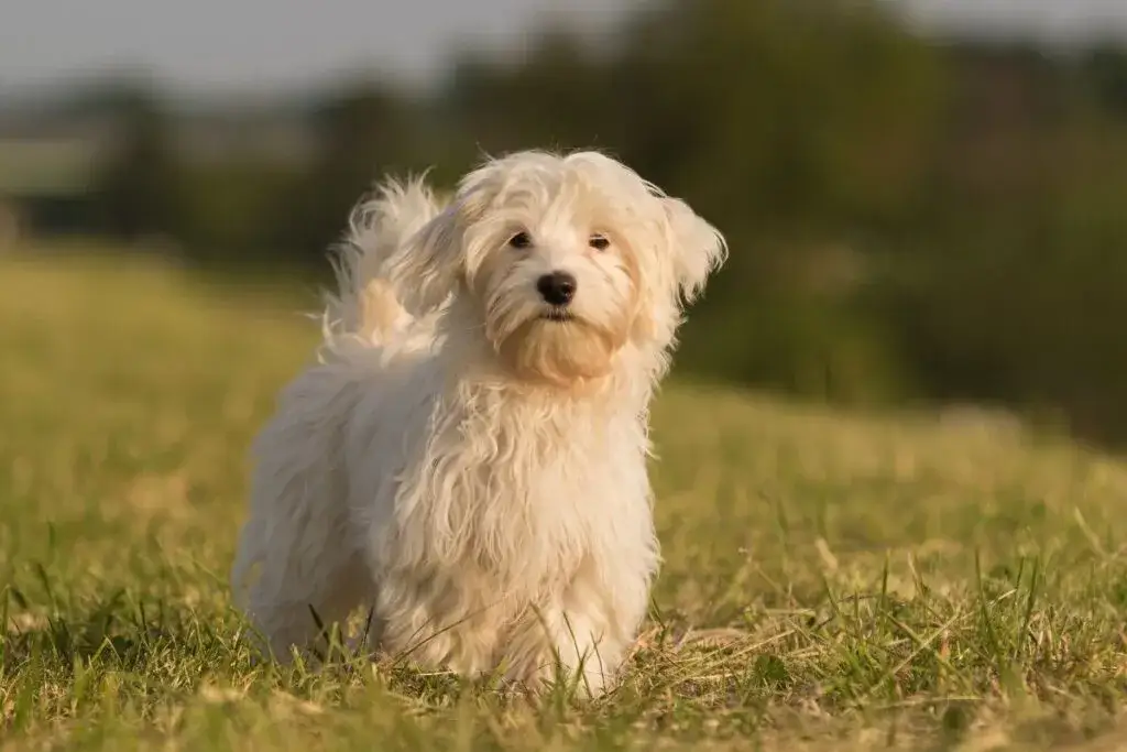Hawańczyk włosy czy sierść – co musisz wiedzieć o pielęgnacji