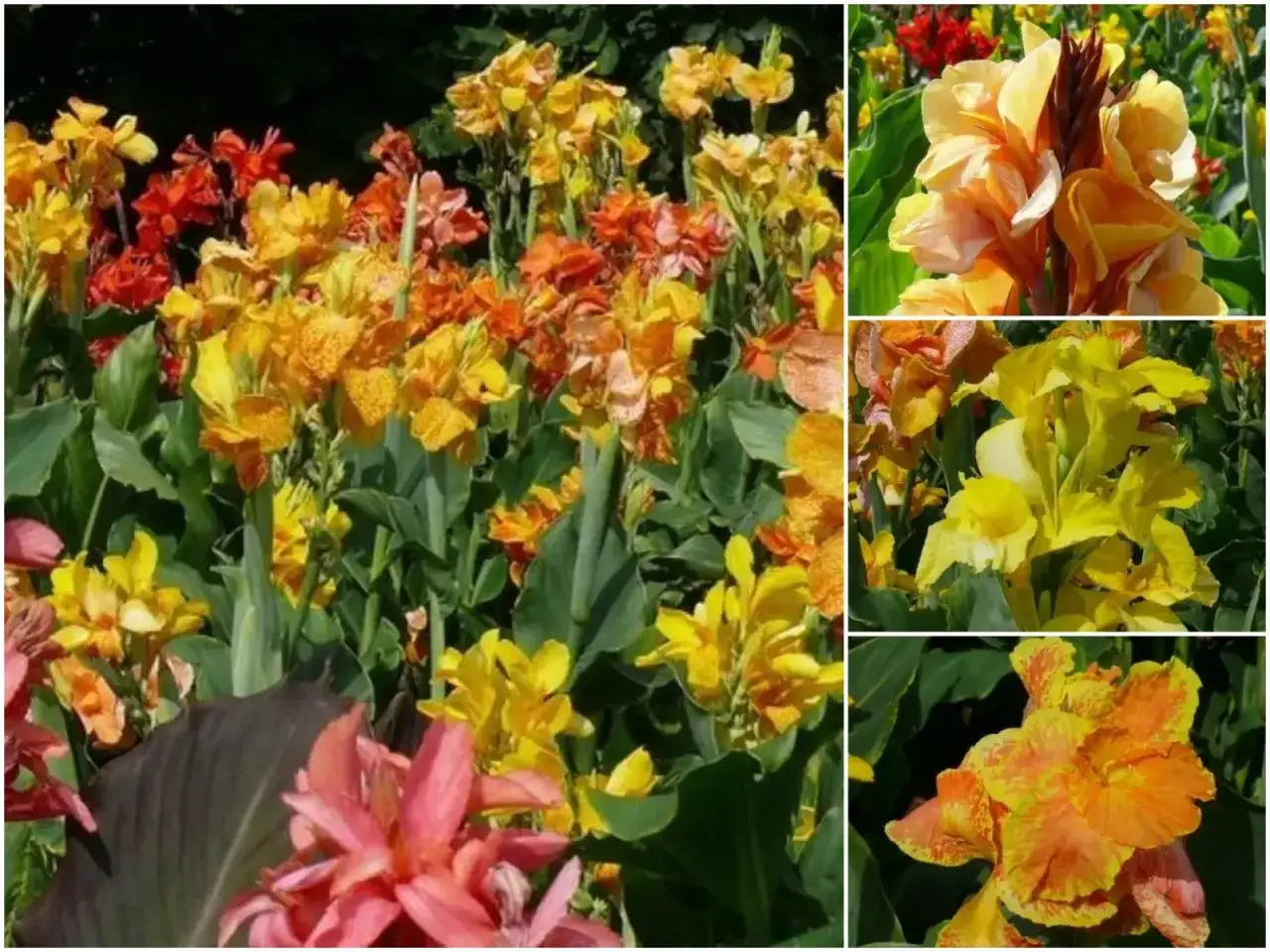 Kanny kiedy sadzić - uniknij błędów i zapewnij im idealne warunki