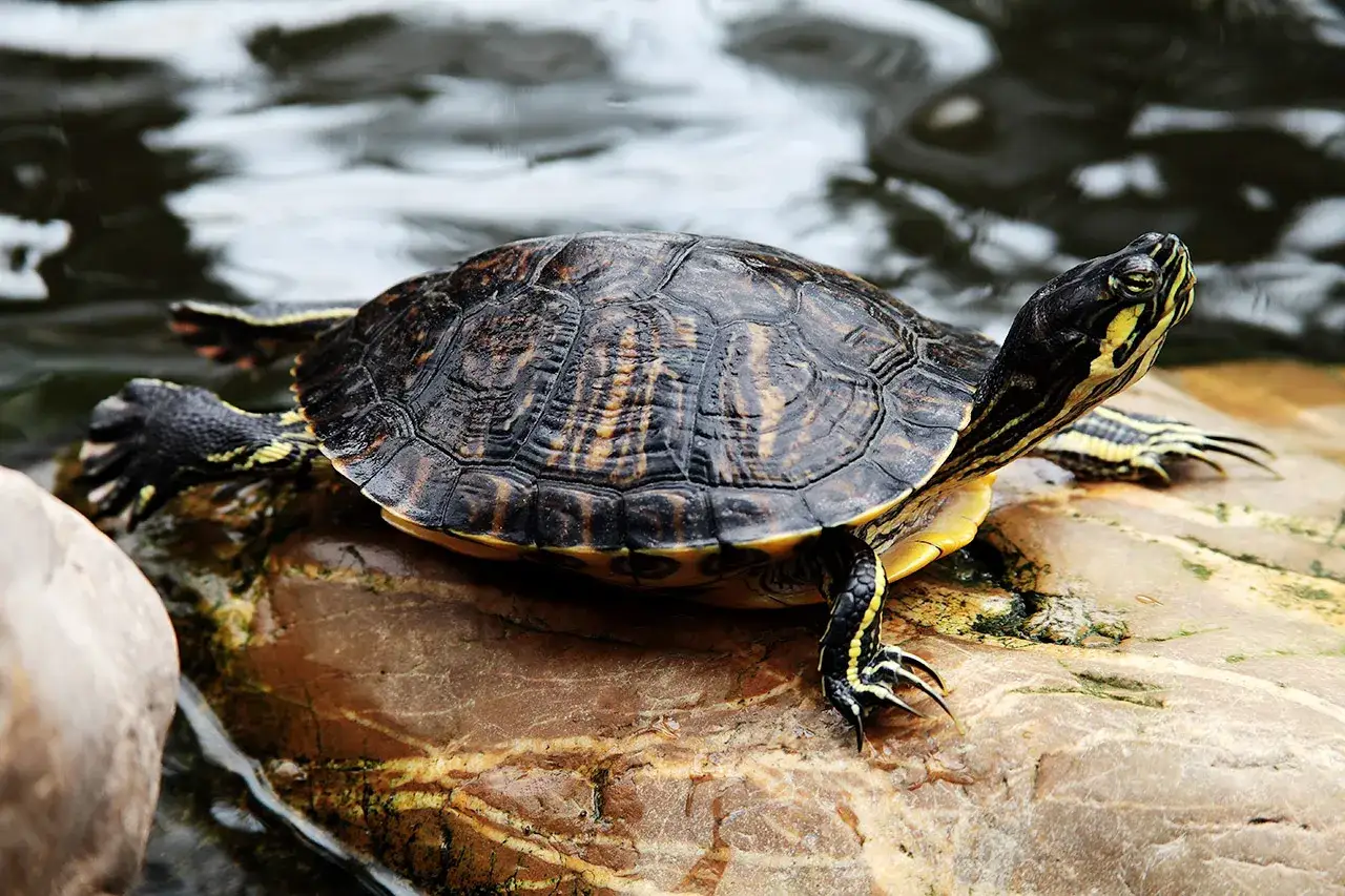 Żółw wodno-lądowy: Jak zapewnić mu długie i zdrowe życie?