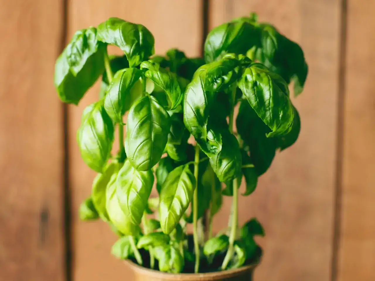 Zielona, bujna bazylia w doniczce. Dowiedz się, jak sadzić bazylię, by cieszyć się jej aromatem w kuchni.