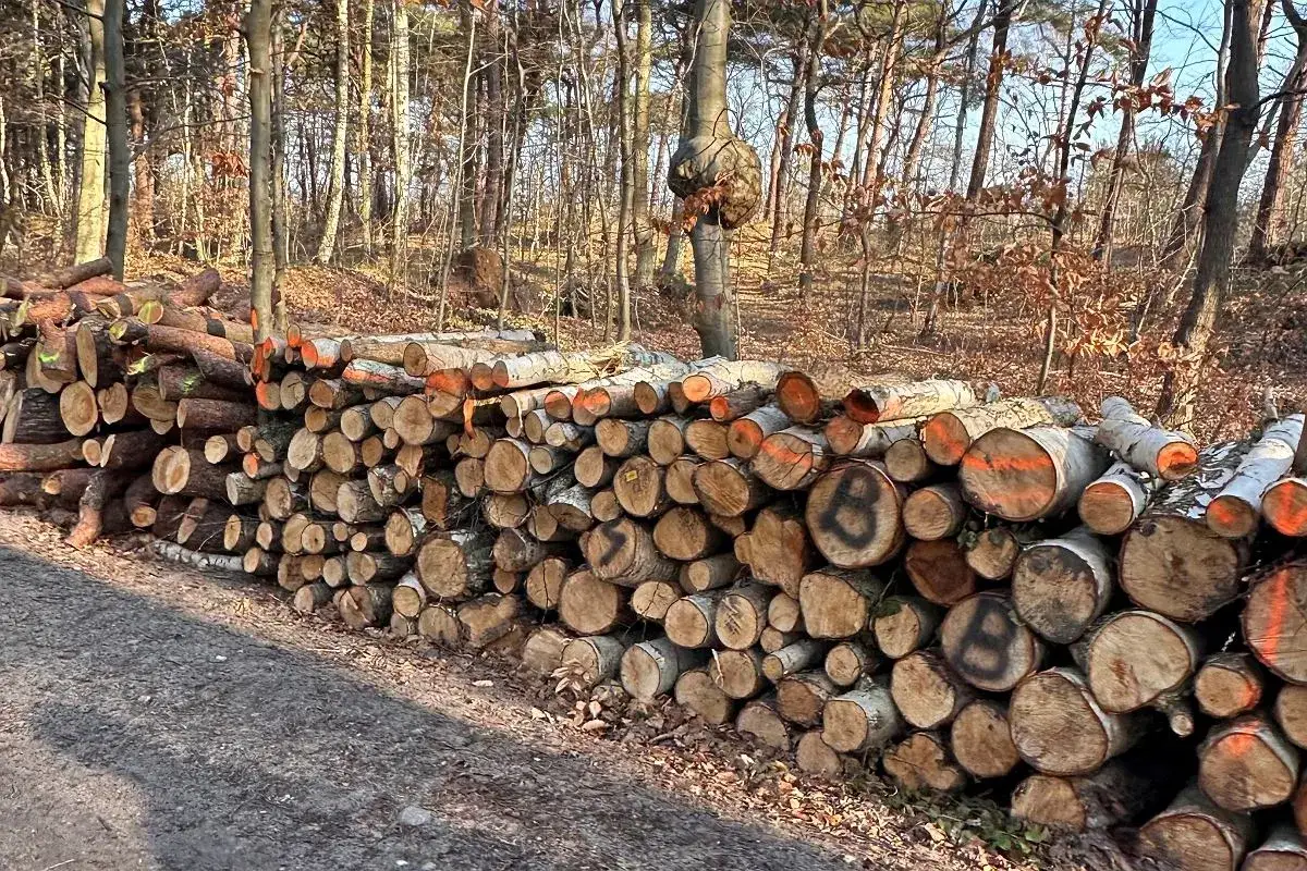 Co z wycinka drzew na Półwyspie Helskim? Skutki i regulacje prawne