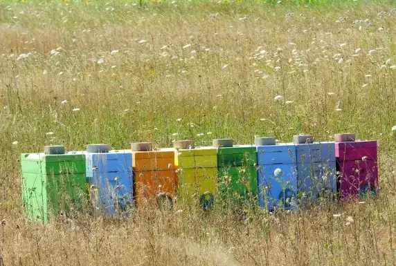 Najlepsza farba do malowania uli drewnianych, która chroni pszczoły