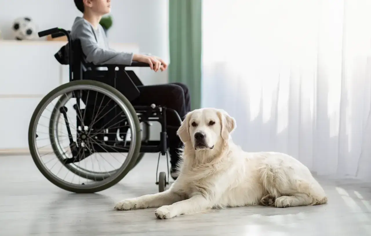 Łagodny pies rasy golden retriever, jeden z wielu psów do dogoterapii, leży obok chłopca na wózku inwalidzkim.