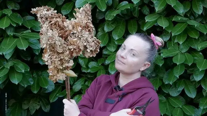 Jak ciąć hortensje, by obficie kwitły? Poradnik krok po kroku