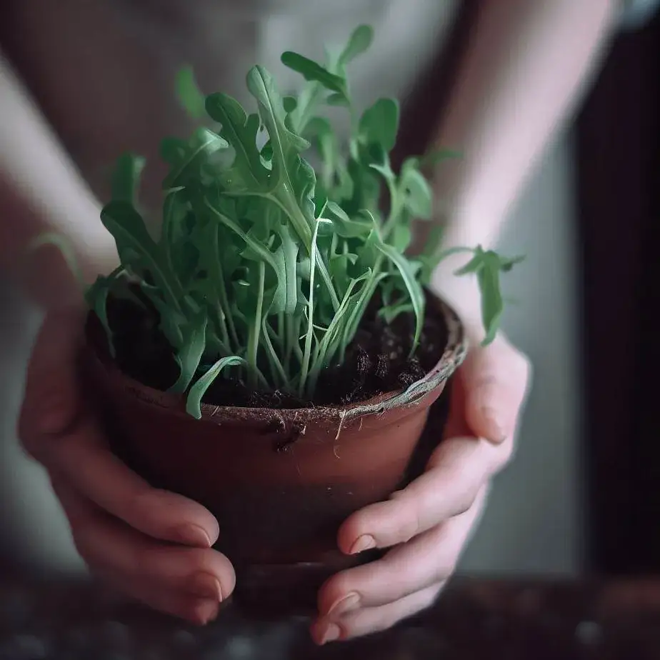 Jak siać rukolę w doniczce, aby uniknąć najczęstszych błędów