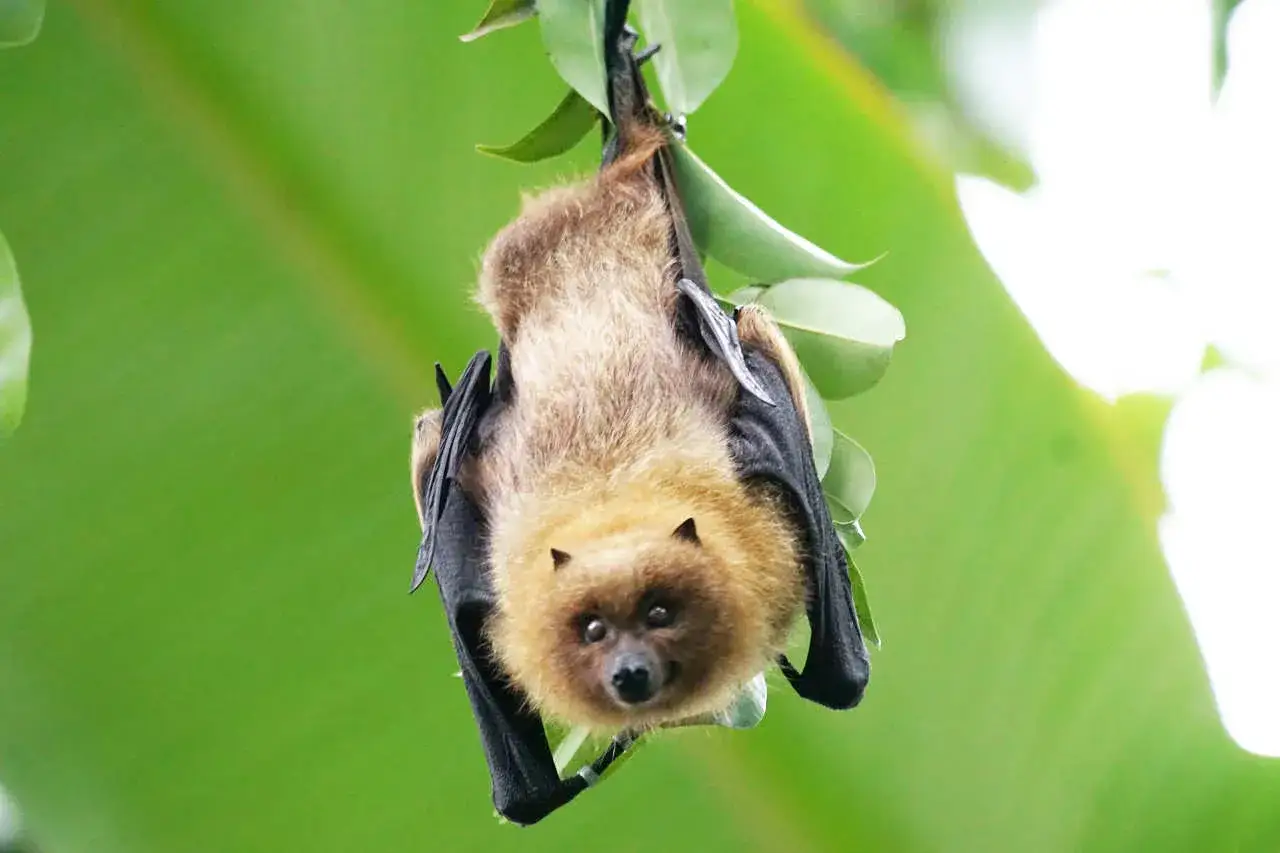 Czym żywią się nietoperze? Odkryj ich zaskakującą dietę i zwyczaje