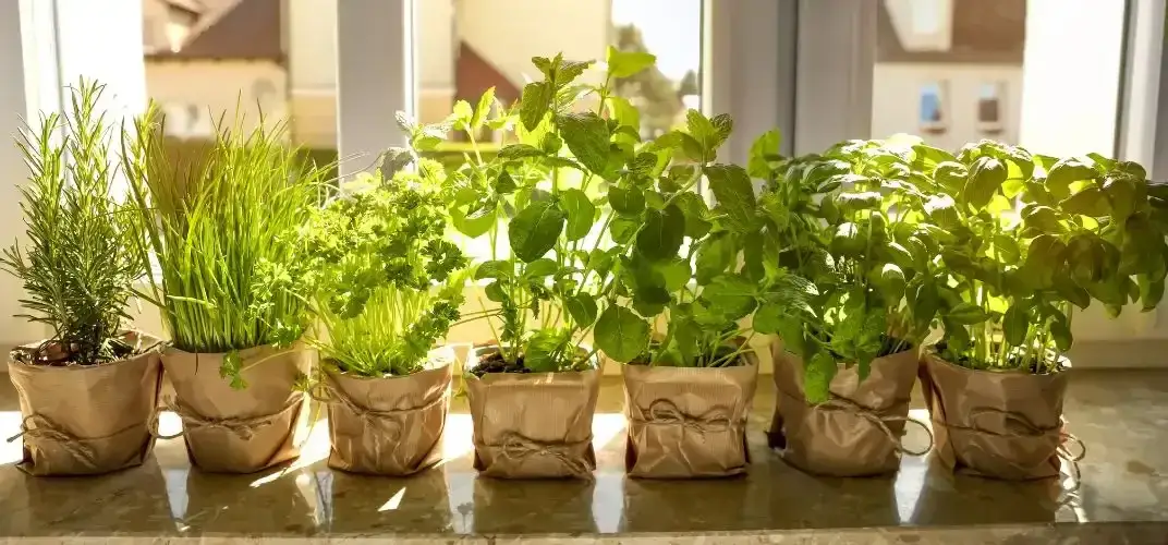Jak sadzić zioła na parapecie i cieszyć się świeżymi dodatkami do potraw