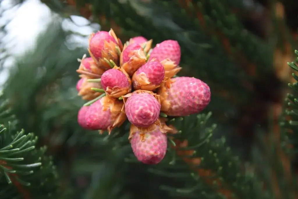 Kwitnienie świerku: Ukryta tajemnica i jak o nie dbać?