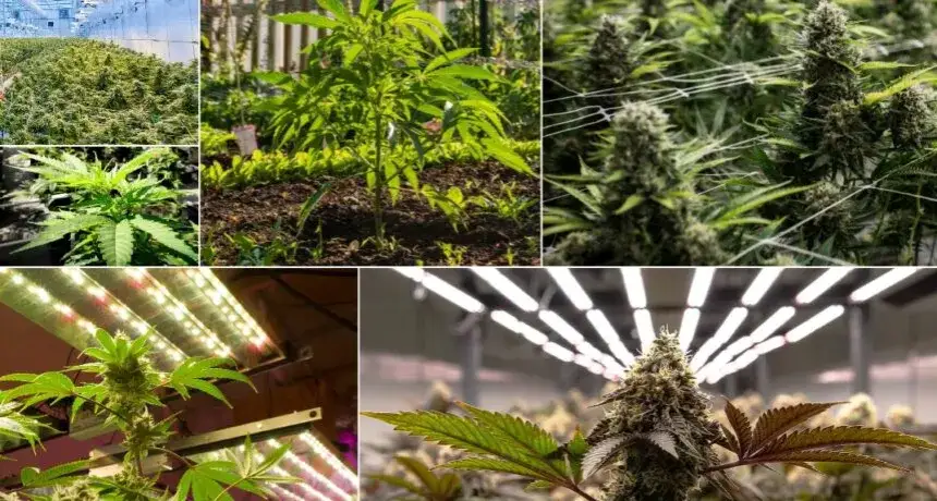 Jak sadzić marihuanę: proste kroki do udanej uprawy w domu