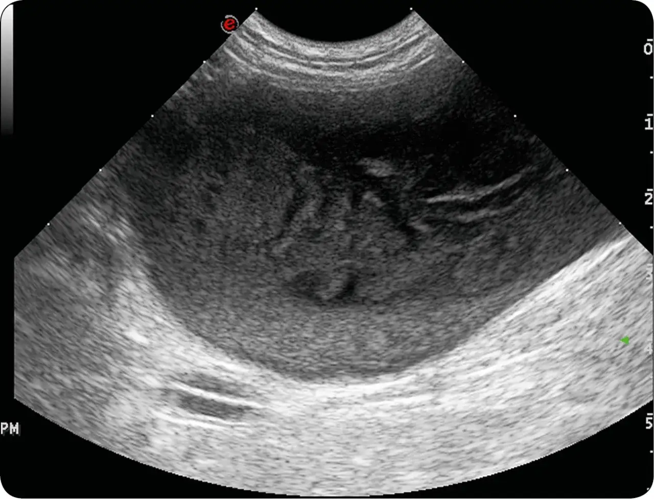 Zapalenie pęcherza u psa: Krew w moczu? Pilne leczenie!