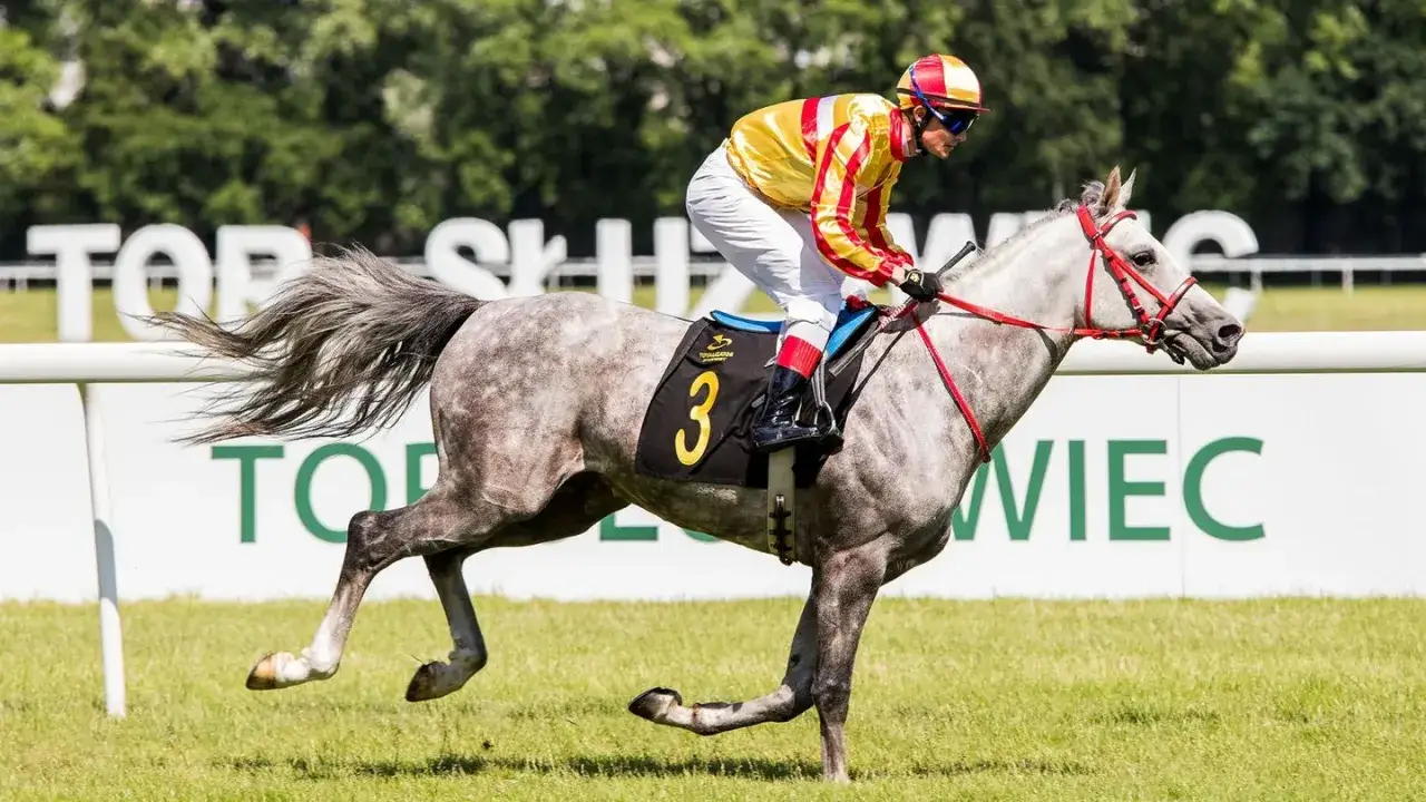 Jeździectwo w TV i online: Gdzie oglądać? Kompletny przewodnik